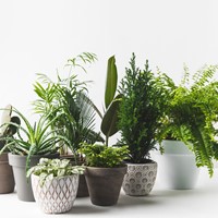 Home Plant Subscriptions By Flourish