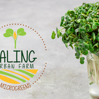 Microgreens Box by Ealing Urban Farm